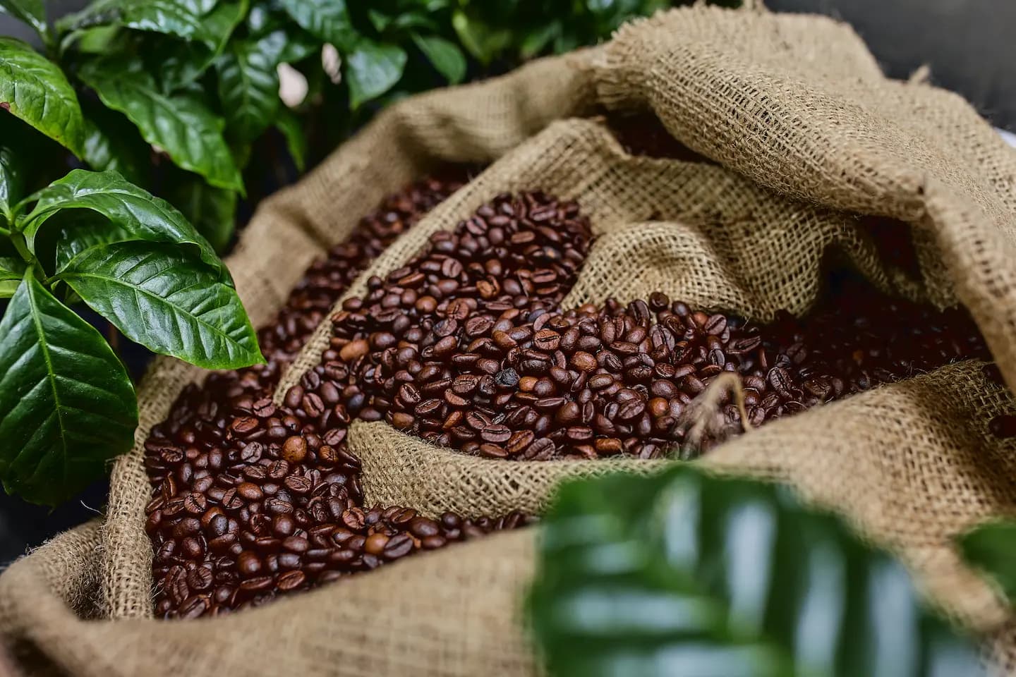 Cómo conservar el café para que mantenga su aroma