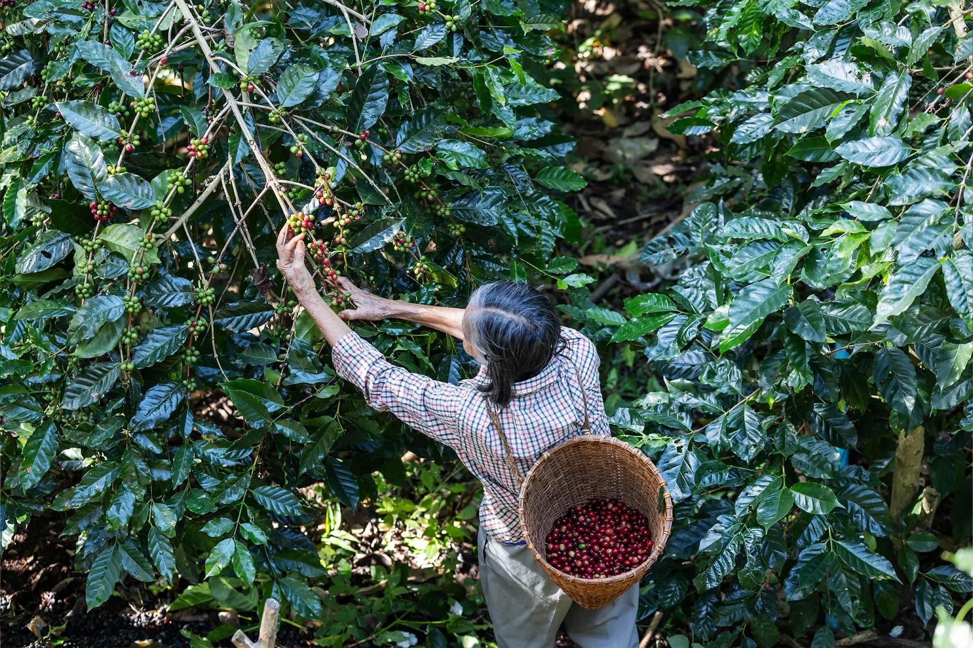 ¿Qué está pagando cuando compra una bolsa de café?