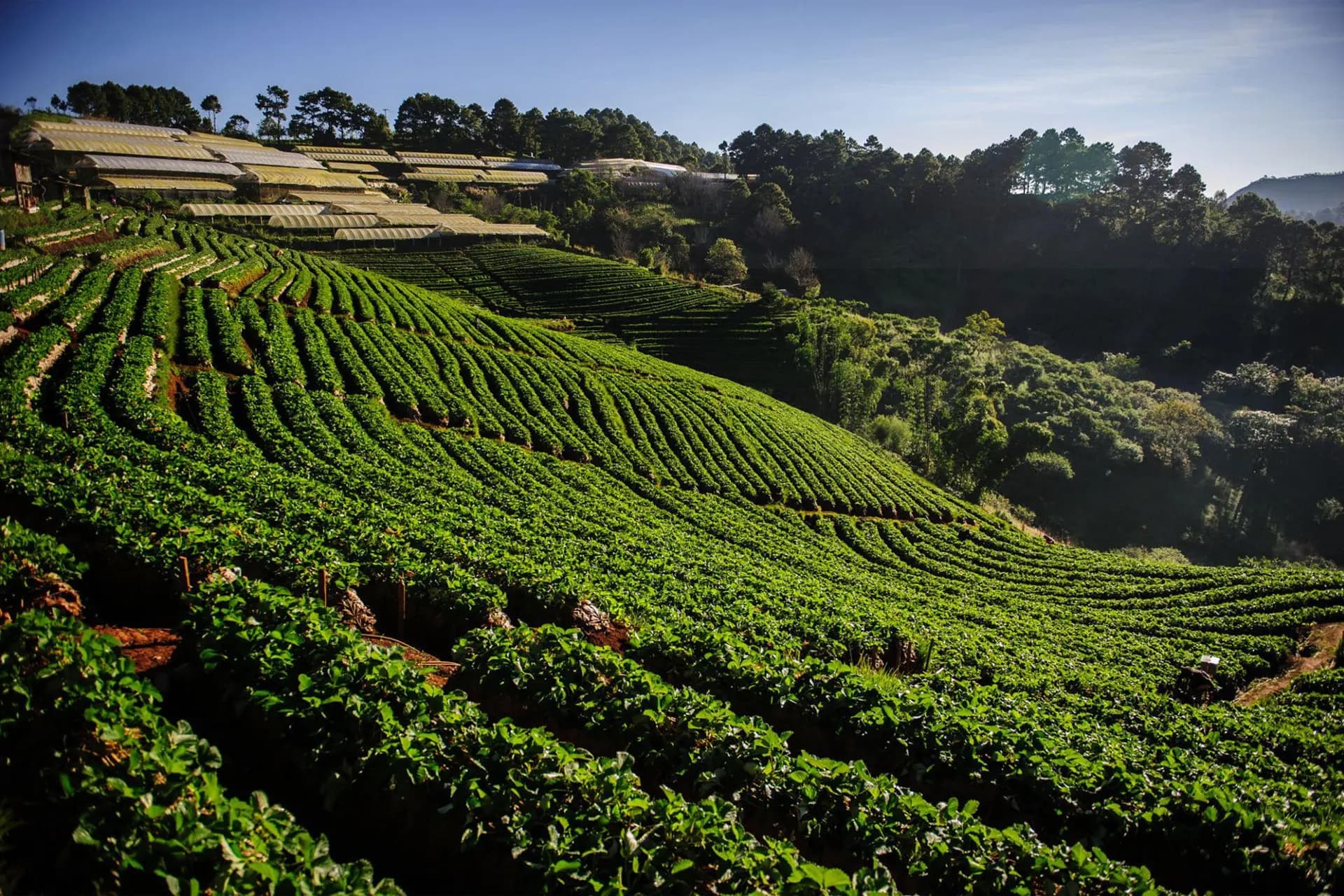 Cafetal sembrado en terrazas sobre la ladera de una montaña
