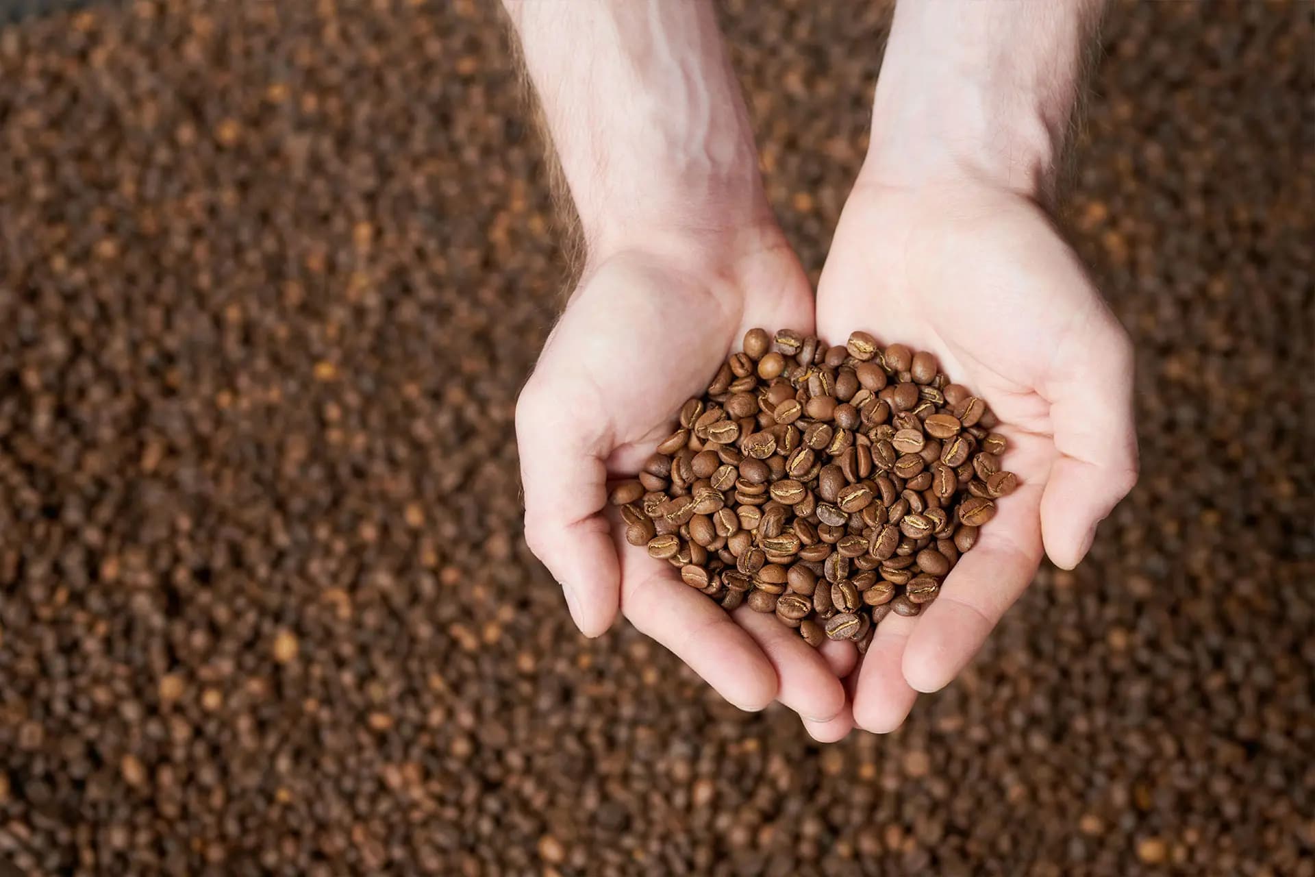 Dos manos sosteniendo un puñado de granos tostados sobre una cama de café